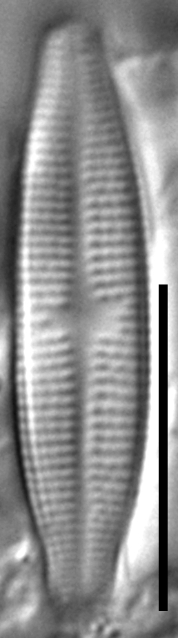 Achnanthidium thienimannii LM5