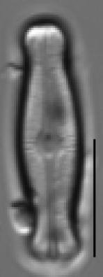 Adlafia ossiformis LM1