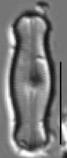 Adlafia ossiformis LM3