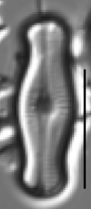 Adlafia ossiformis LM4