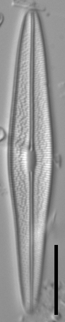 Brachysira chiaruccii 1 SMM 13296b