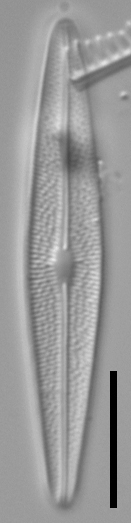 Brachysira chiaruccii 2 SMM 13296b