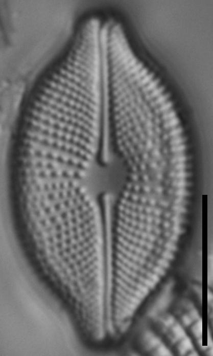 Cosmioneis pusilla LM1