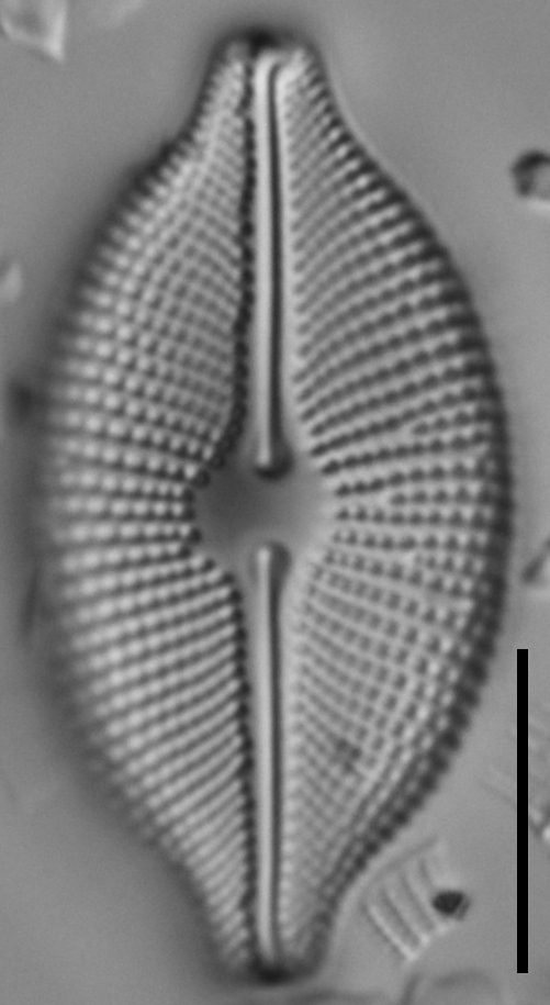 Cosmioneis pusilla LM2