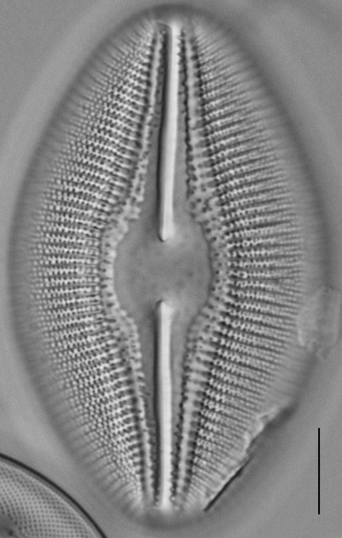 Diploneis dilatata LM6