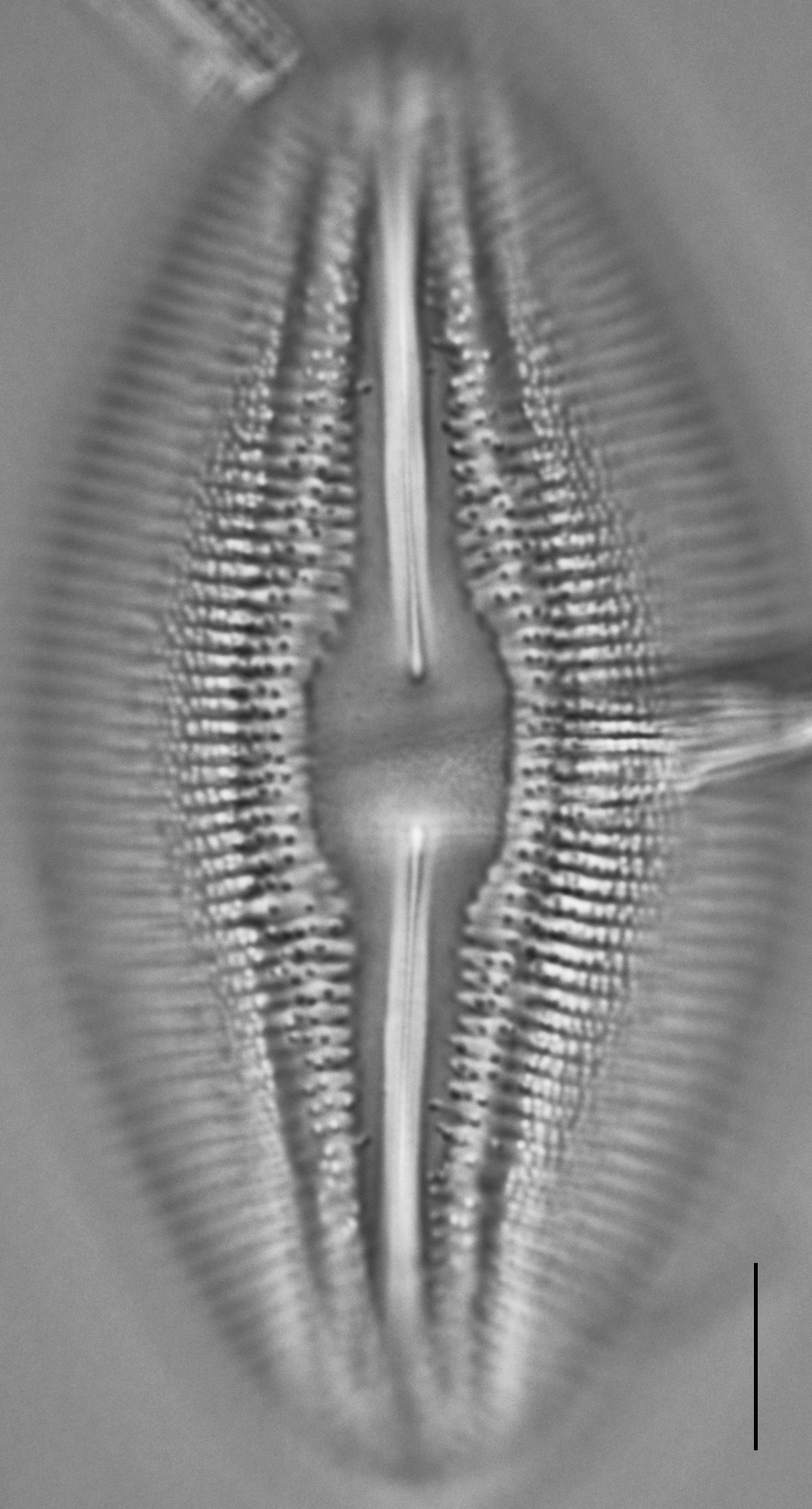 Diploneis dilatata LM7