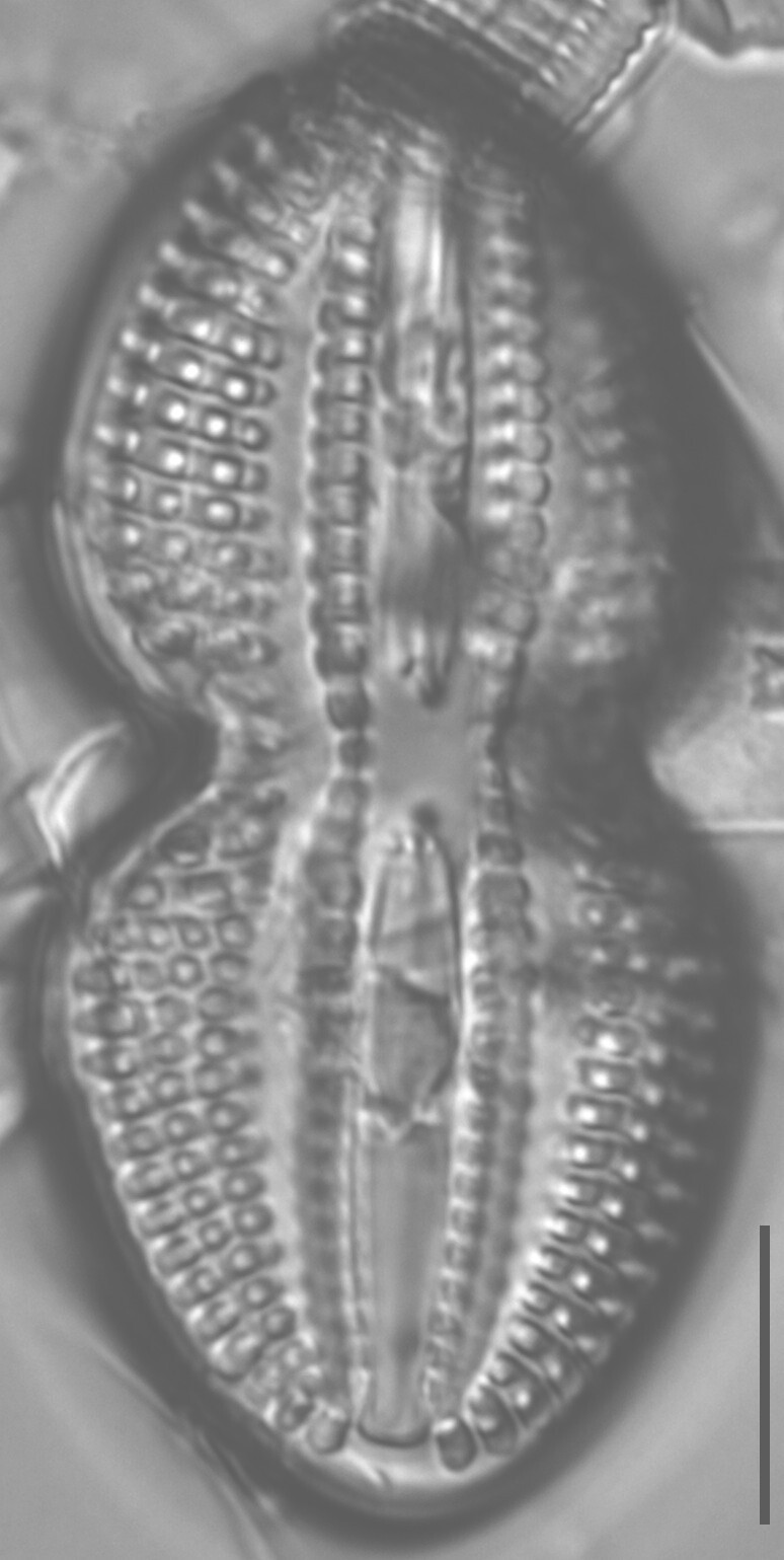 Diploneis bombus LM2