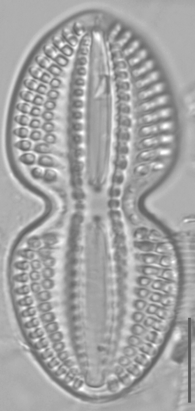Diploneis bombus LM5