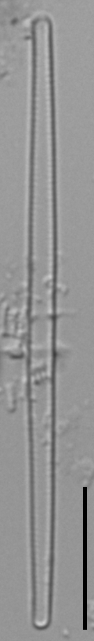 Fragilaria aquaplus LM3_2