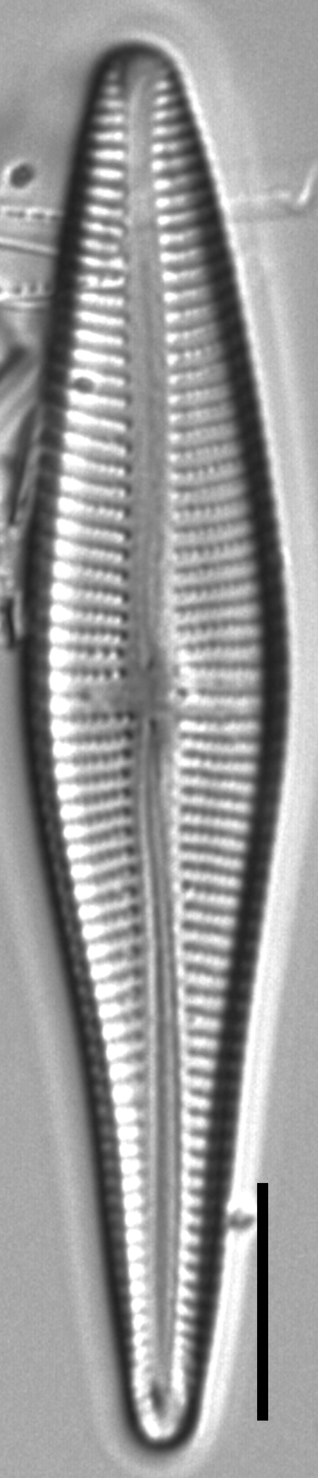 Gomphonema stonei LM3