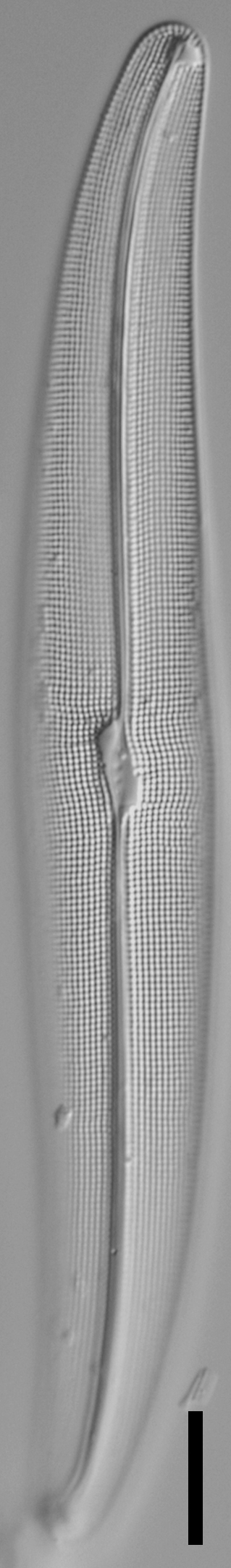 Gyrosigma reimeri LM5