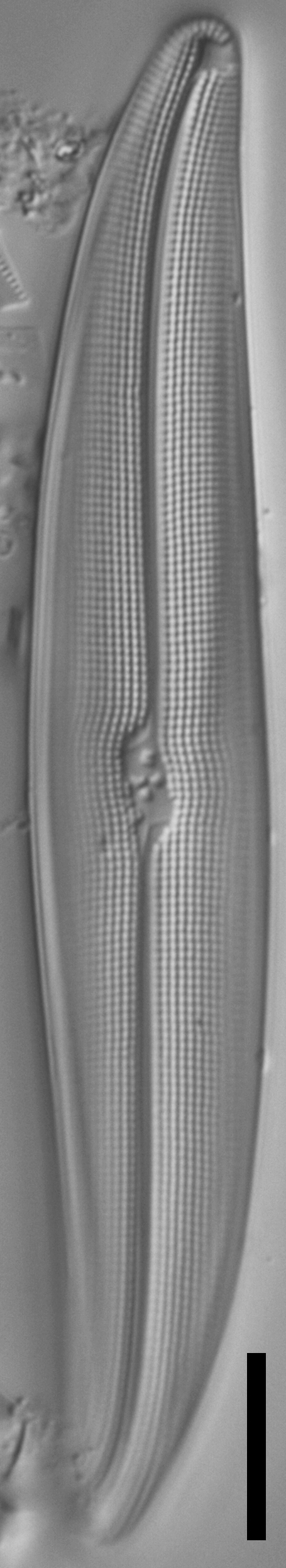 Gyrosigma reimeri LM6