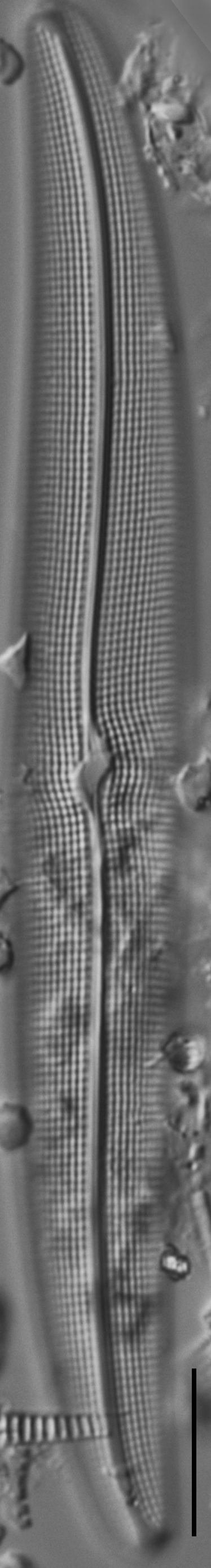 Gyrosigma Nodiferum LM1 GC114556 008