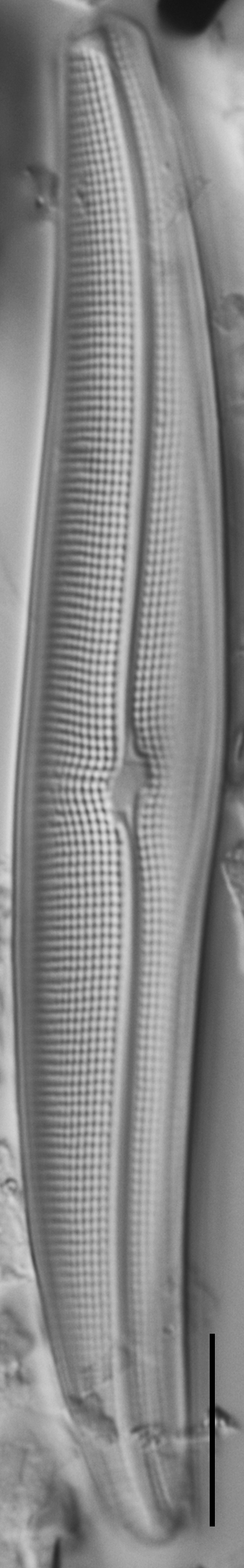 Gyrosigma Nodiferum LM3 GC114556 007