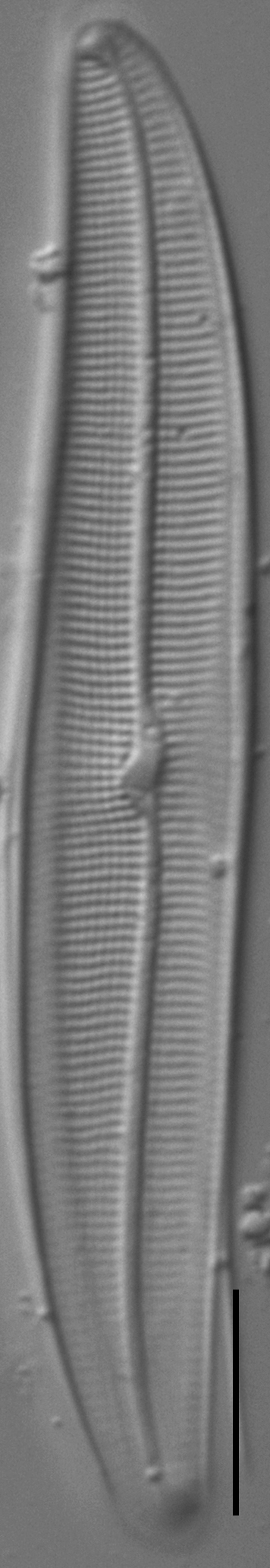 Gyrosigma Nodiferum LM5 GC107027a 004