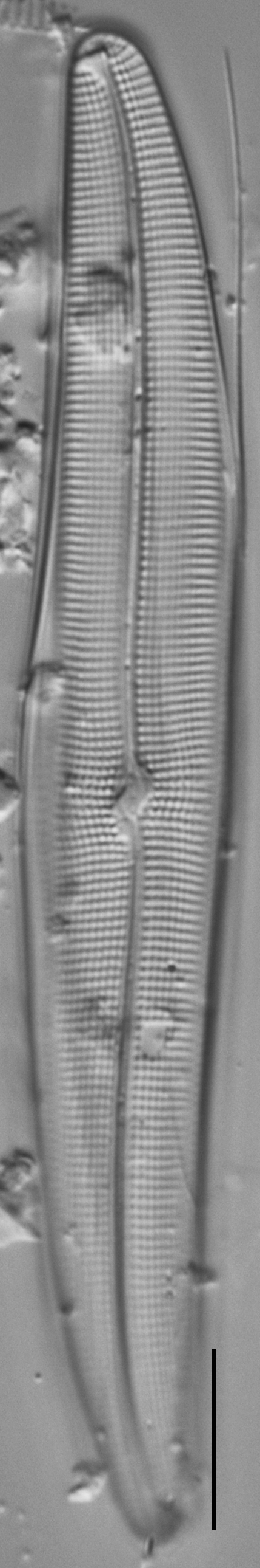 Gyrosigma Nodiferum LM6 GC107027a 005