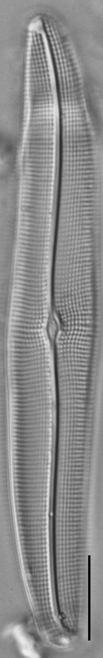 Gyrosigma Nodiferum LM7 GC107027a 003