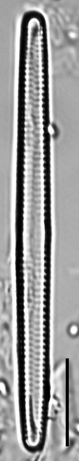Fragilaria capucina LM4