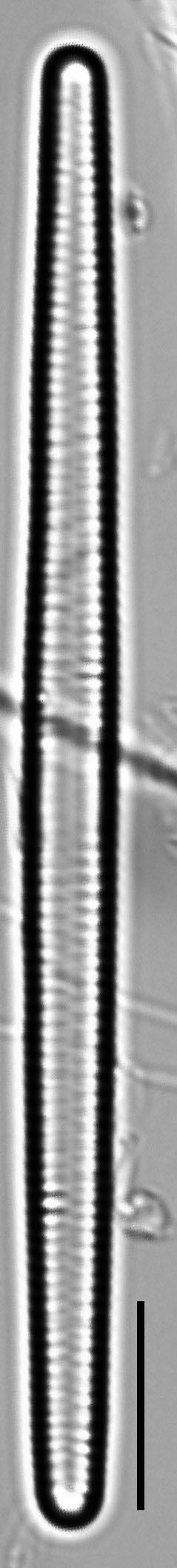 Fragilaria capucina LM6