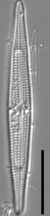 Tursiocola ziemanii LM3