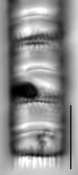 Aulacoseira pseudoamericana LM4