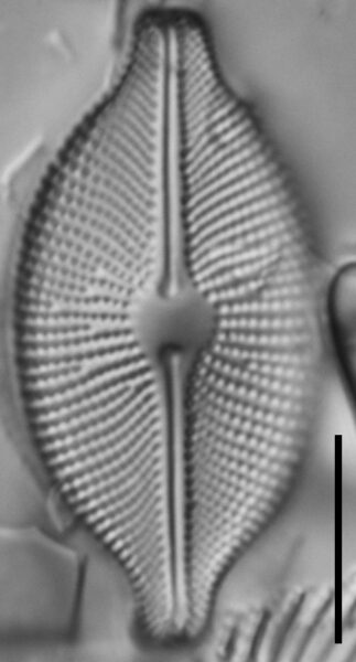Cosmioneis pusilla LM3