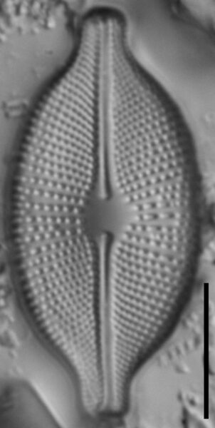 Cosmioneis pusilla LM5