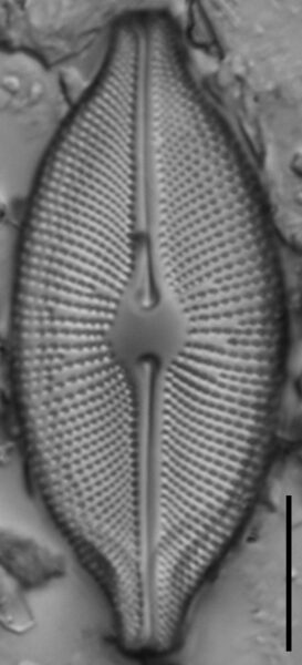 Cosmioneis pusilla LM7