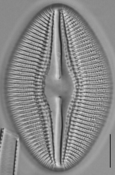 Diploneis dilatata LM4