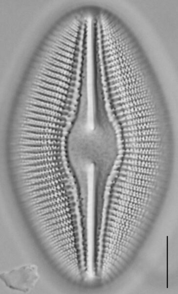 Diploneis dilatata LM5