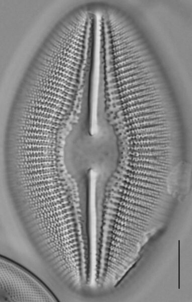 Diploneis dilatata LM6