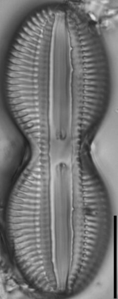 Diploneis interrupta LM6