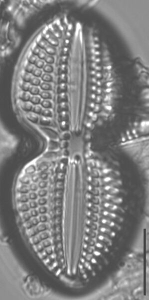 Diploneis bombus LM4