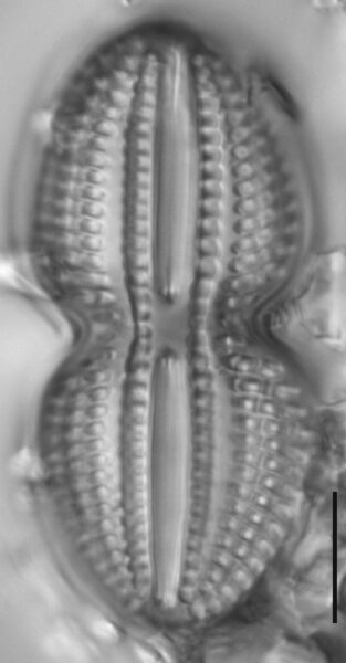 Diploneis bombus LM7