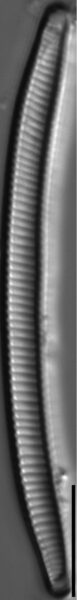Eunotia obliquestriata LM4