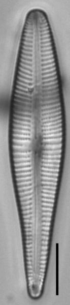 Gomphonema stonei LM4