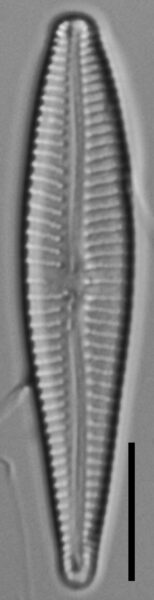 Gomphonema stonei LM7