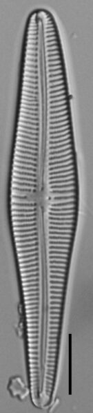 Gomphonema stonei LM1