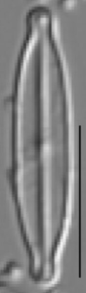 Kobayasiella tursujuqensis LM3