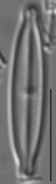 Kobayasiella tursujuqensis LM4