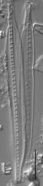 Nitzschia biacrula LM2