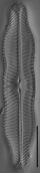 Pinnularia grunowii LM2