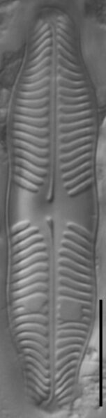 Pinnularia grunowii LM3