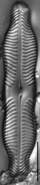 Pinnularia grunowii LM5