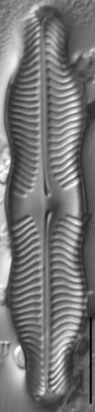 Pinnularia grunowii LM6