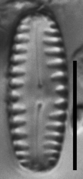 Pinnularia lagerstedtii LM1