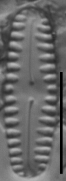 Pinnularia lagerstedtii LM3