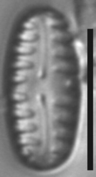 Pinnularia lagerstedtii LM6