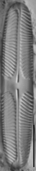 Pinnularia lacunicola LM3