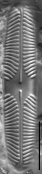 Pinnularia lacunicola LM4
